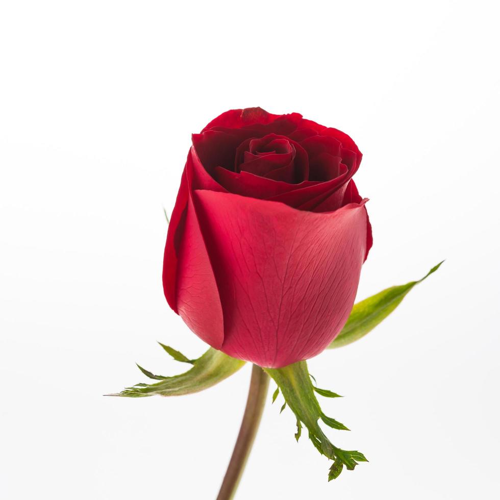 Red rose on white background photo