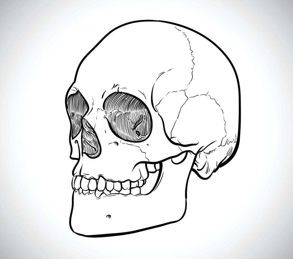 Skeleton line drawing of human head vector