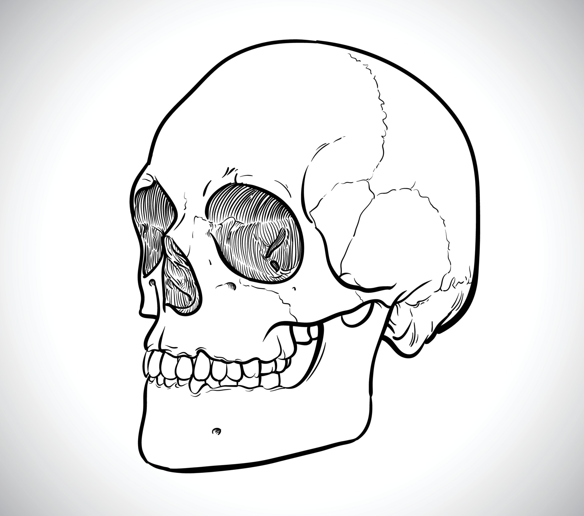 How to Draw a Skull  A StepbyStep Human Skull Drawing Tutorial