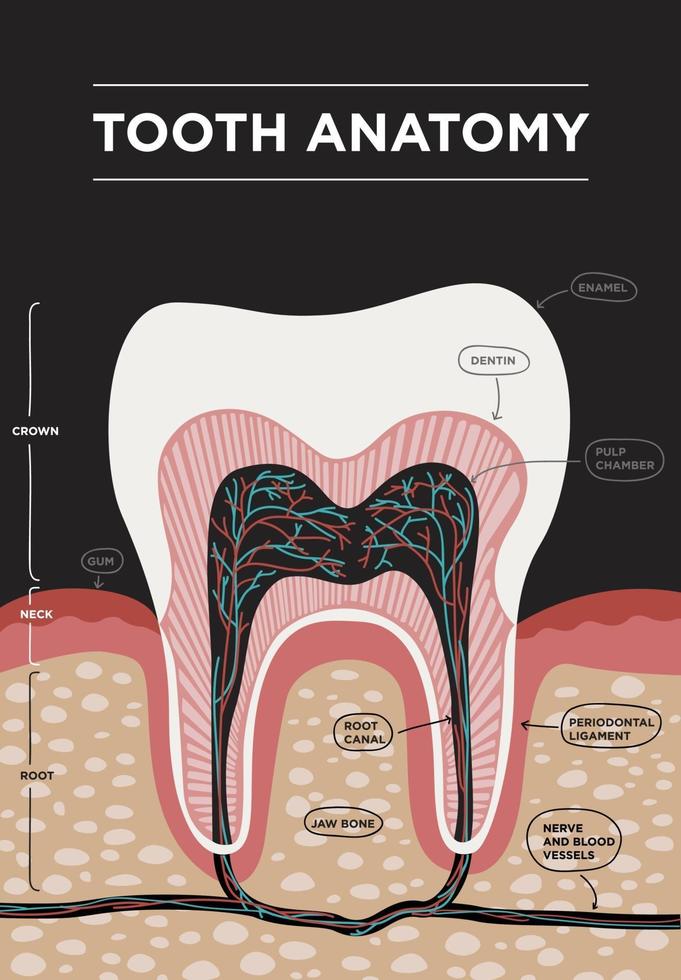 infografía dental del vector de la anatomía del diente. Ilustración médica de pancarta o póster con estructura dental