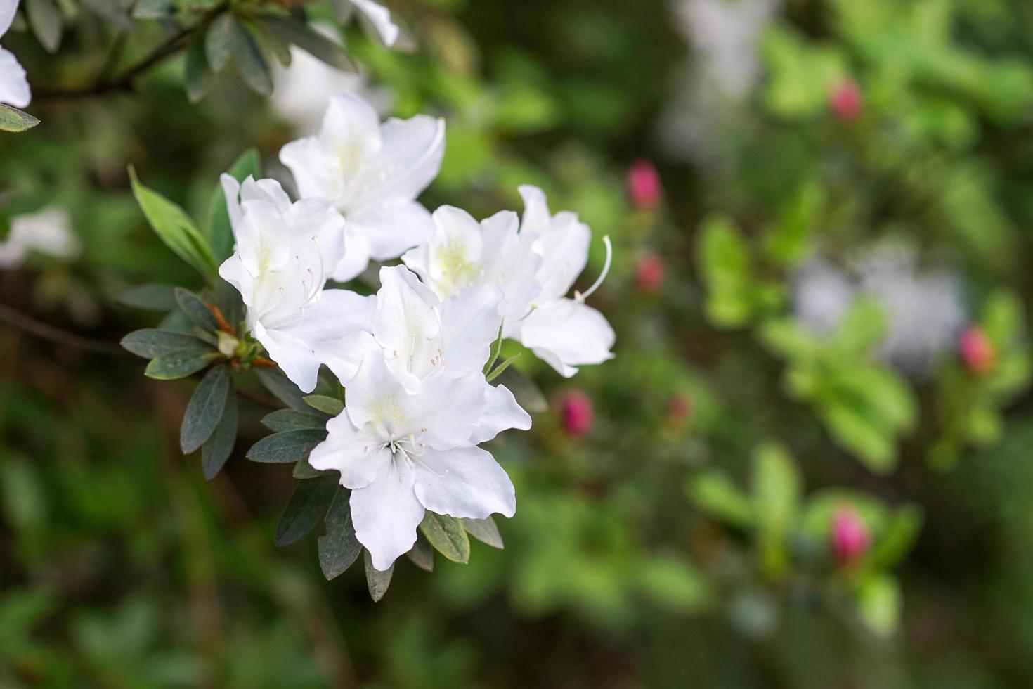Flores de azalea blanca con fondo de jardín borroso foto