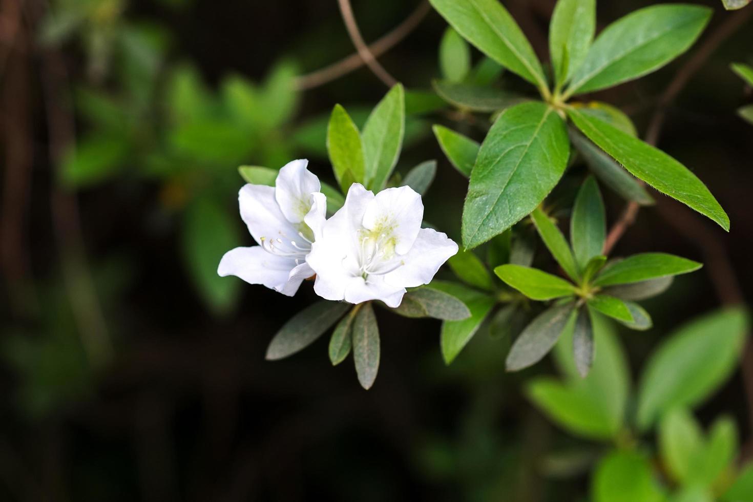 Flores de azalea blanca con fondo de jardín borroso foto