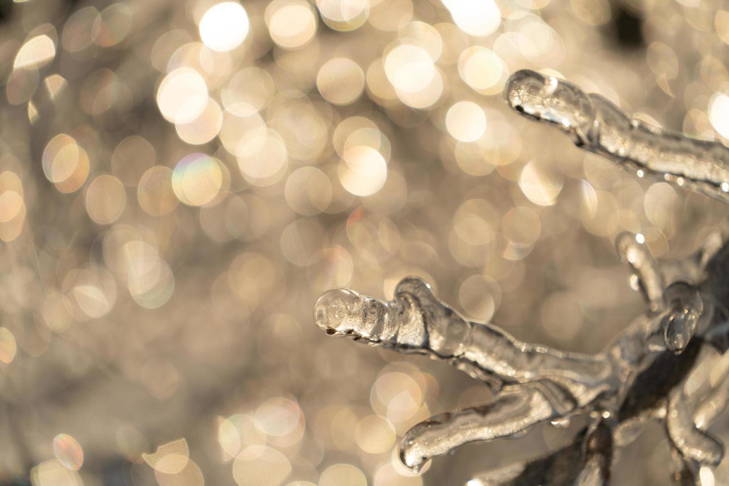 Icicles on a bare tree branch photo