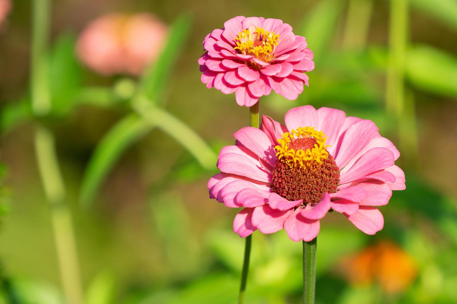 Flores de zinnia con un fondo de jardín borroso foto