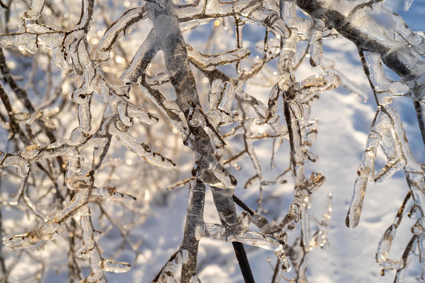 Close-up of icicles on bare tree branches photo