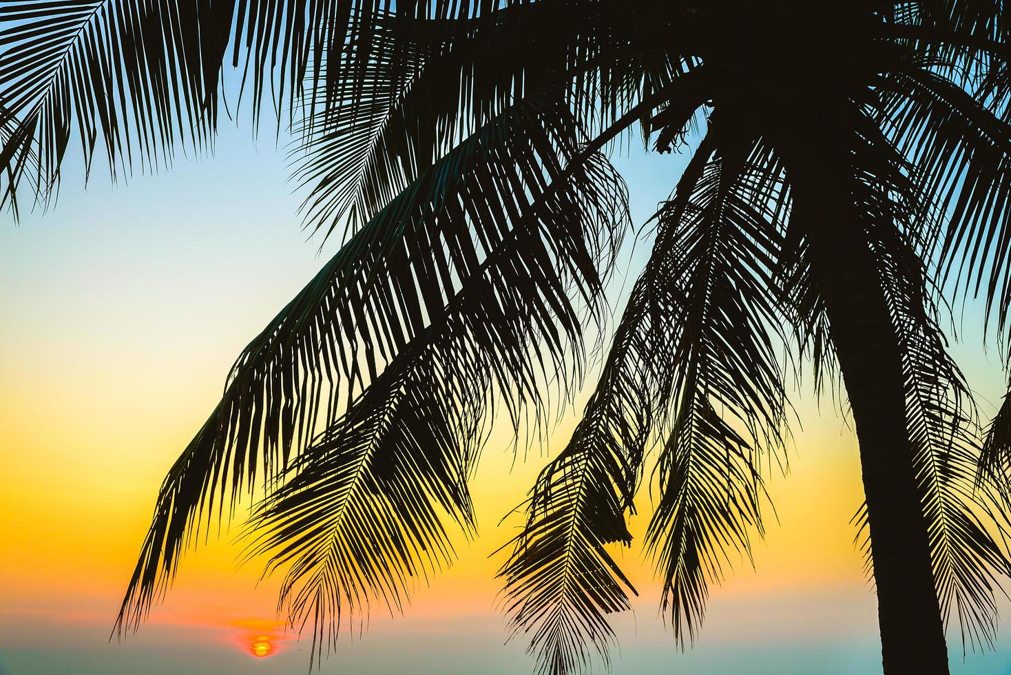 Silhouette of a palm tree photo