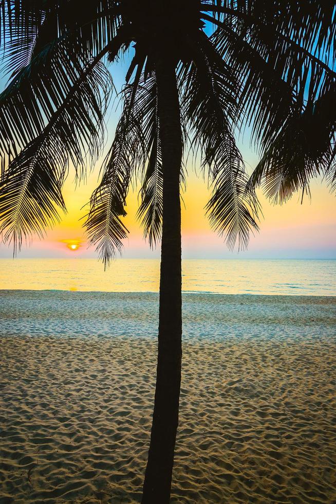 Silhouette of a palm tree photo