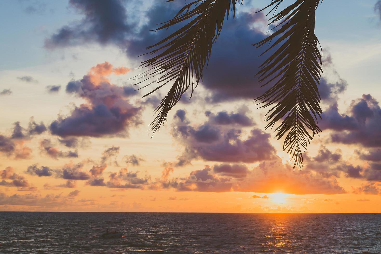 silueta de una palmera foto