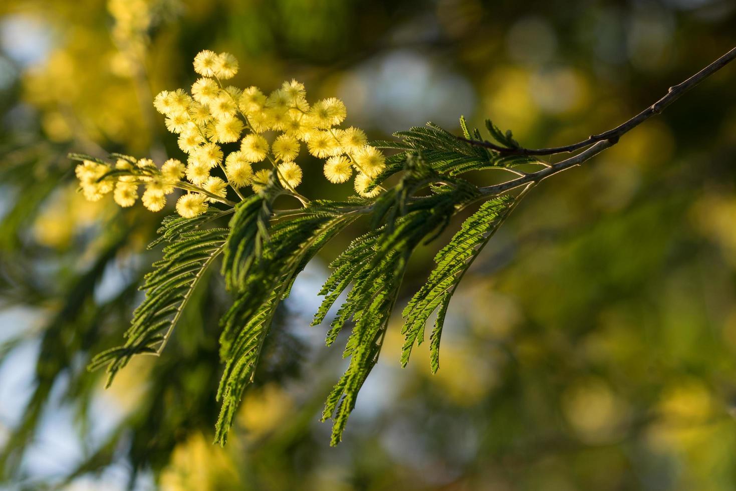 flores amarillas en una acacia dealbata, o acacia plateada, o acacia azul o mimosa foto