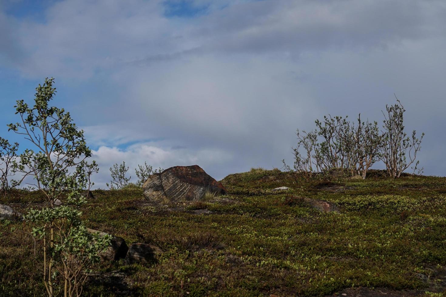 paisaje con árboles, vegetación y un cielo azul nublado foto