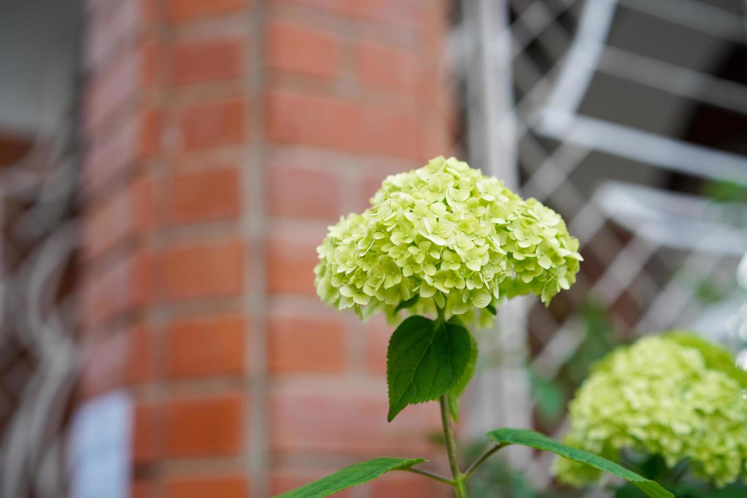 Close-up of a green hydrangea next to a brick wall photo