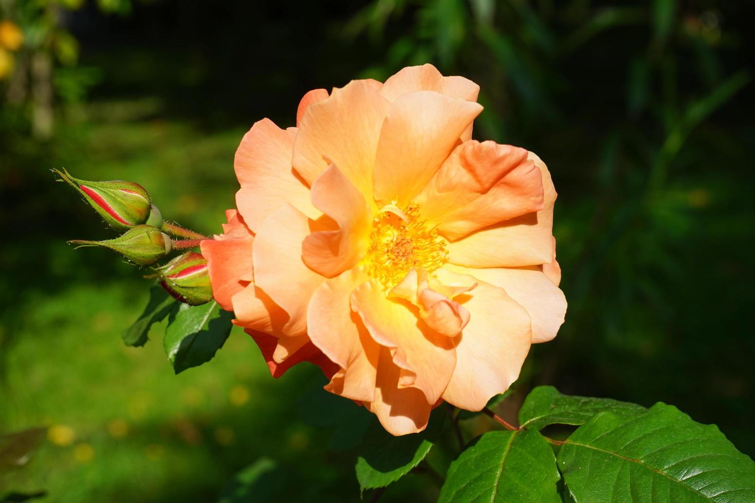 Close-up de una rosa naranja con un fondo verde borroso foto