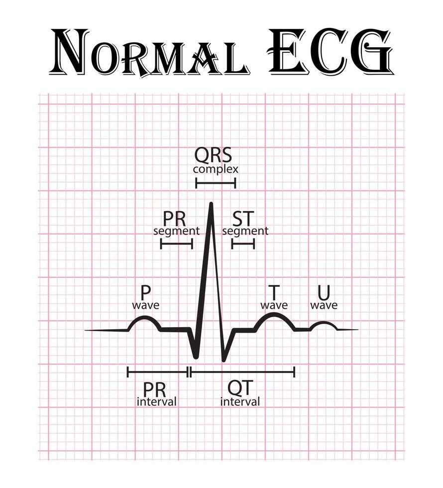 Normal ECG Electrocardiogram Chart vector