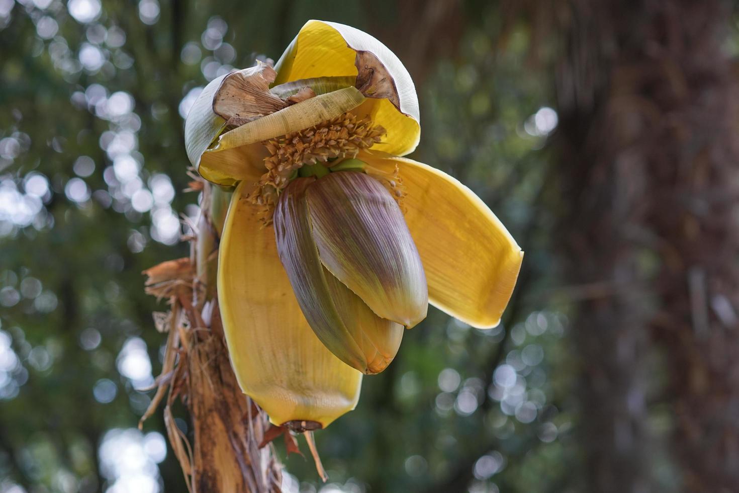 Banana tree flower with a blurred background photo