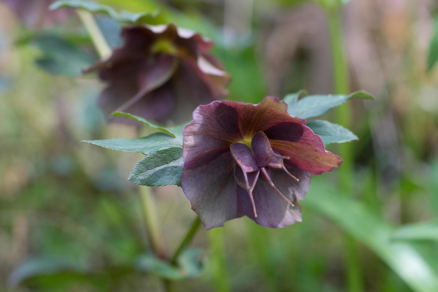 Close-up of helleborus orientalis, or Lenten rose photo