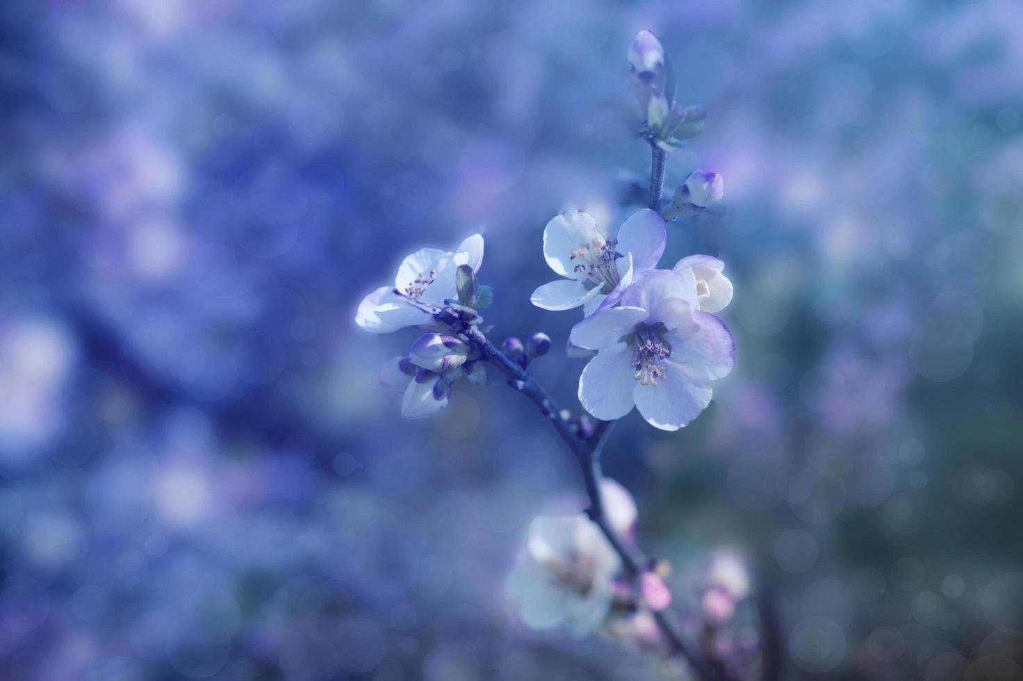 White and pink flowers on a tree branch photo