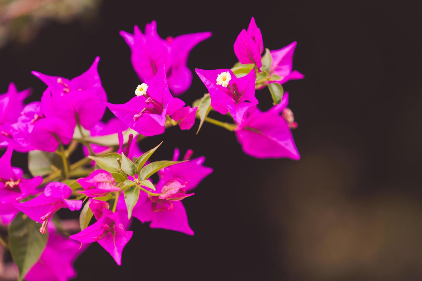 Bright pink bougainvillea flowers with a blurred green background in Sochi, Russia photo