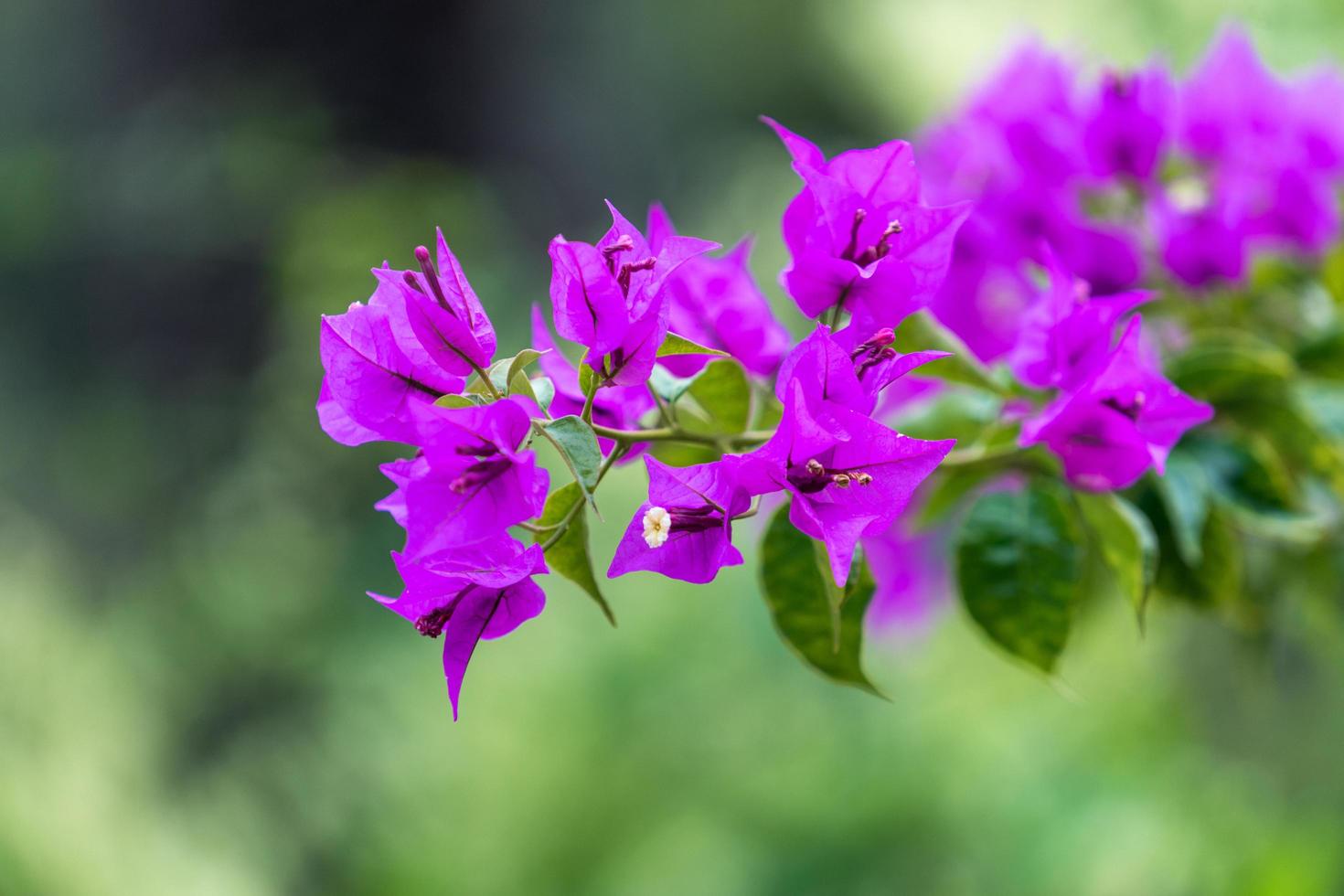 Flores de buganvilla de color rosa brillante con un fondo verde borroso en Sochi, Rusia foto