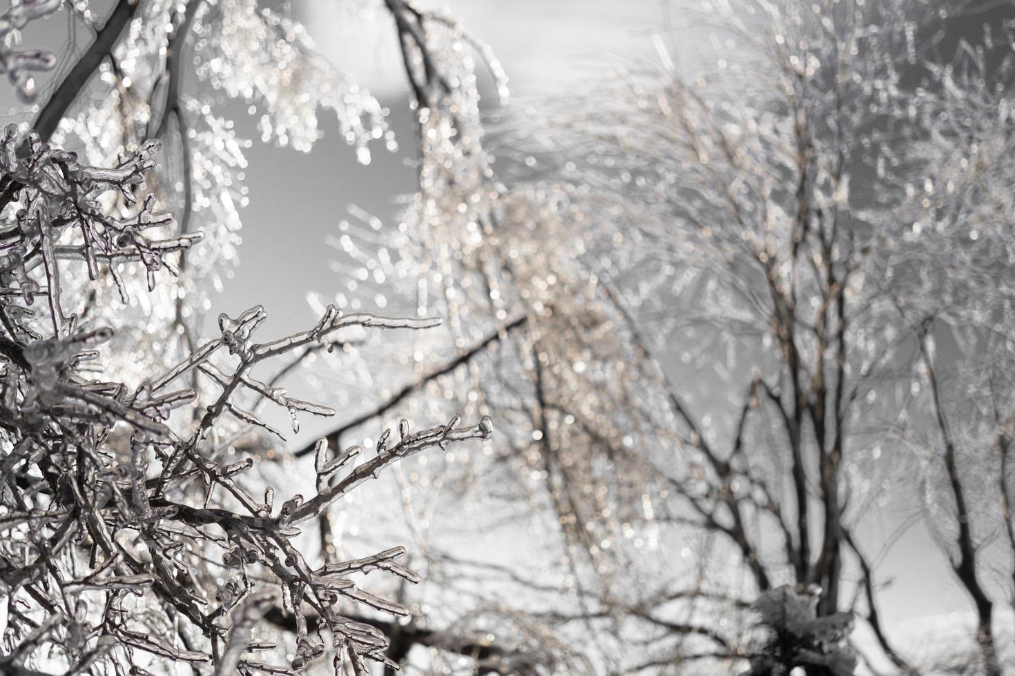 Icicles on bare tree branches photo