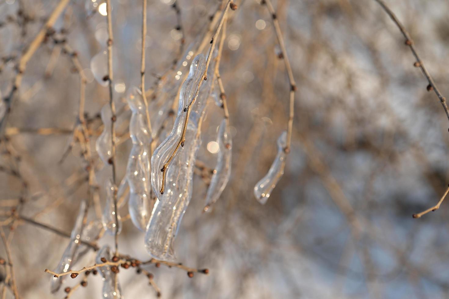 Close-up of icicles on bare tree branches photo