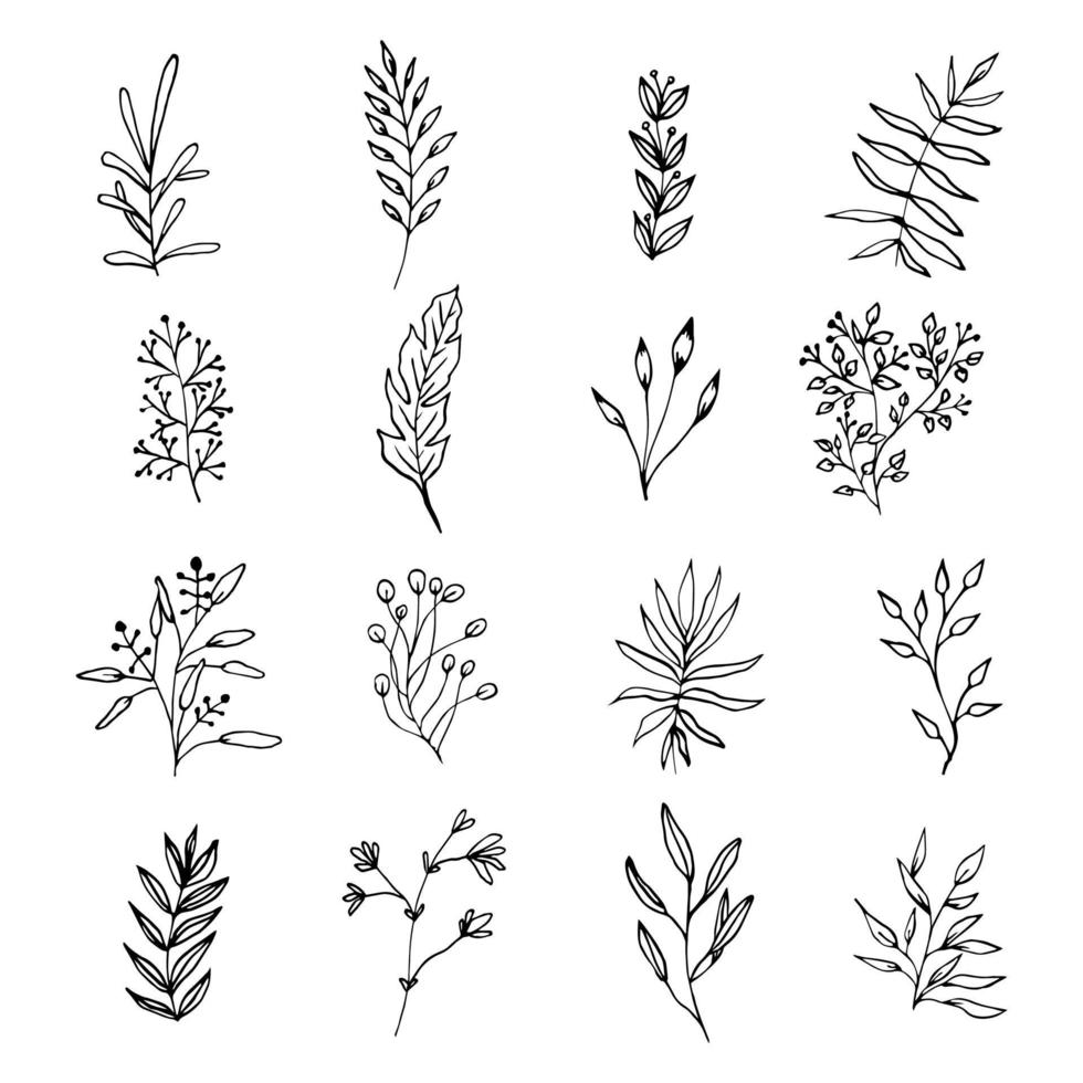 vector ramas y hojas. elementos florales dibujados a mano. ilustraciones botánicas de época.