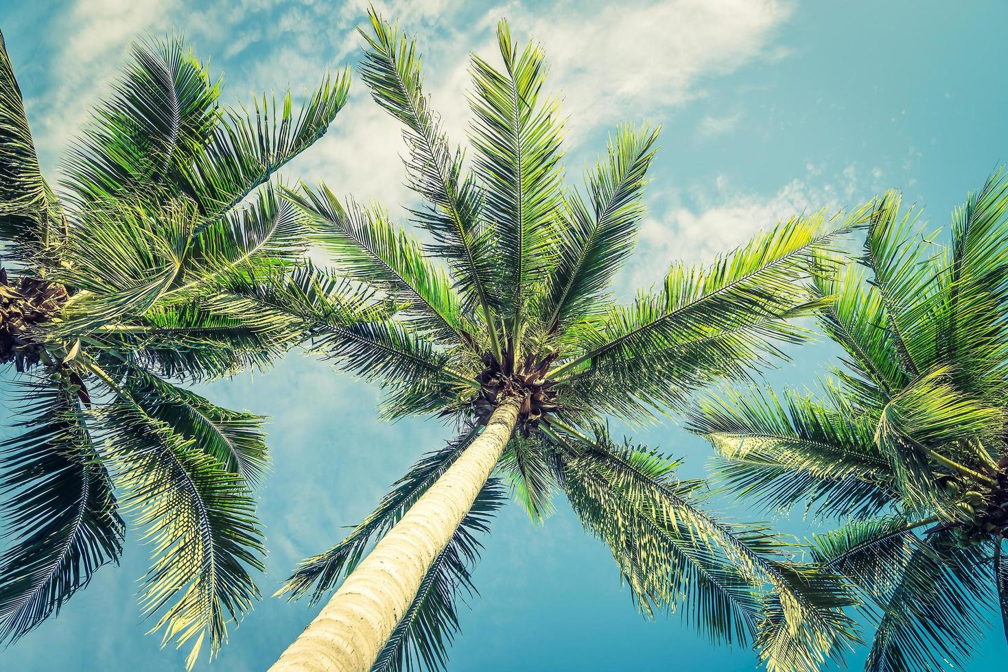 Vintage beautiful tropical palm tree - vintage filter photo