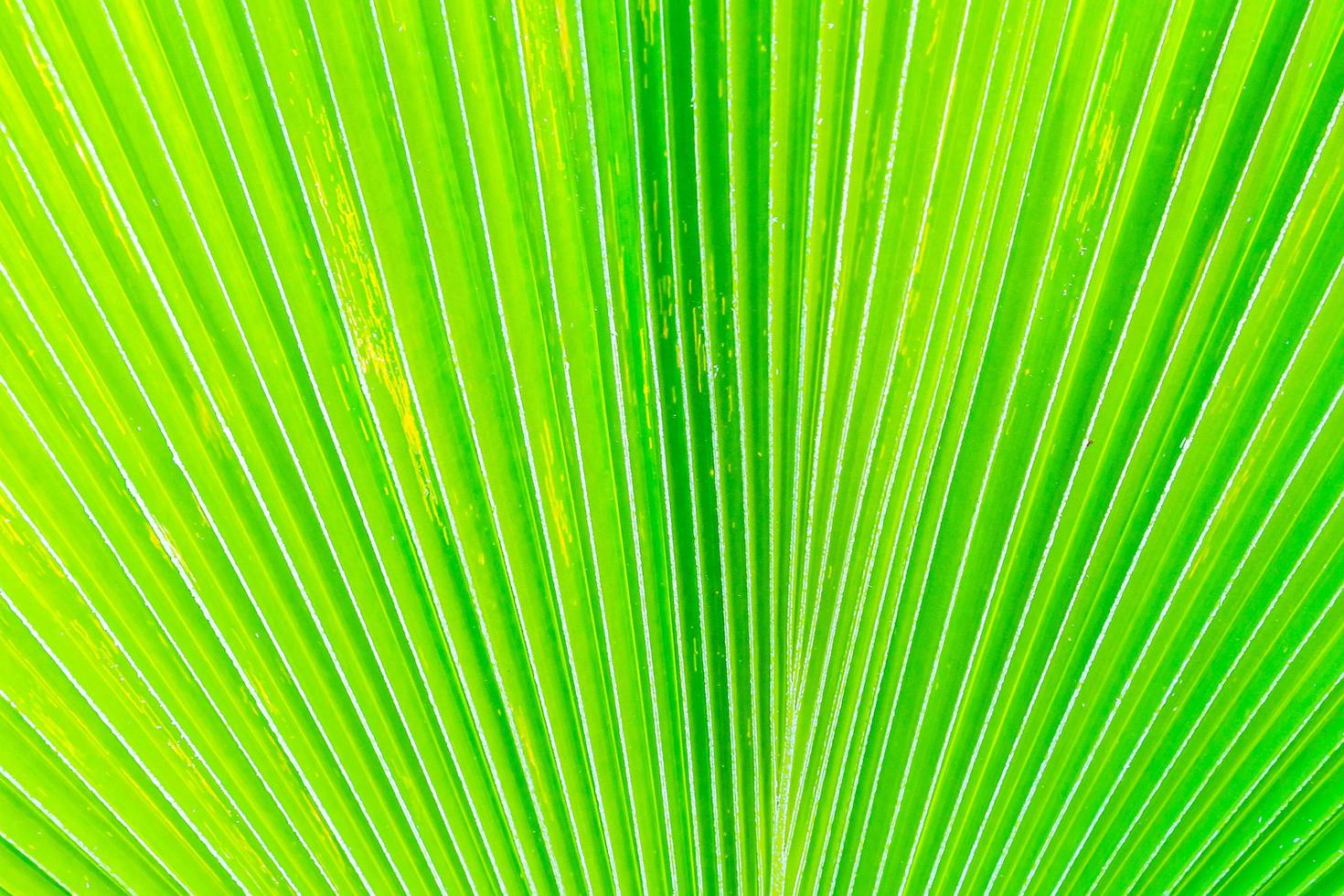 Hermosas texturas de hojas de plátano verde para el fondo foto