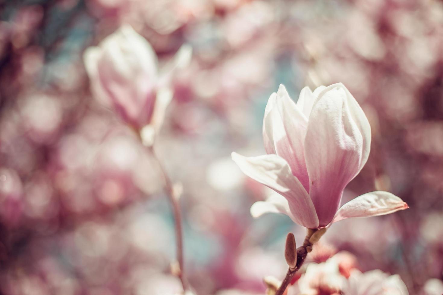 Pink magnolia flowers photo