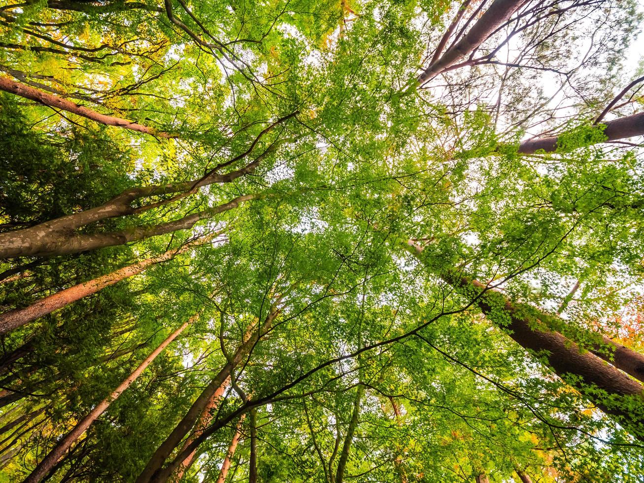 Big trees in the forest, low angel view photo