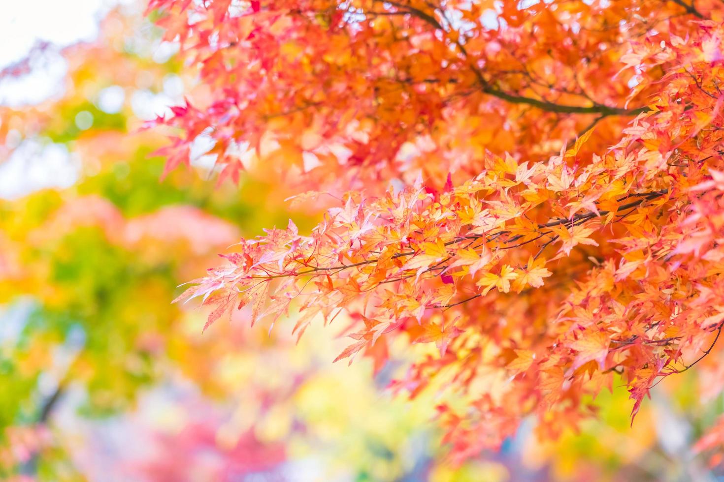 Beautiful red and green maple leaf on tree photo