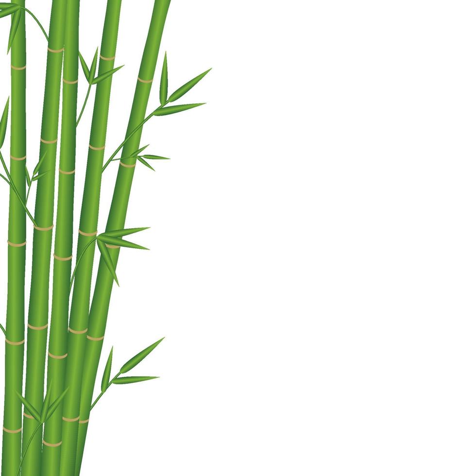 bamboo japan style on a white background vector