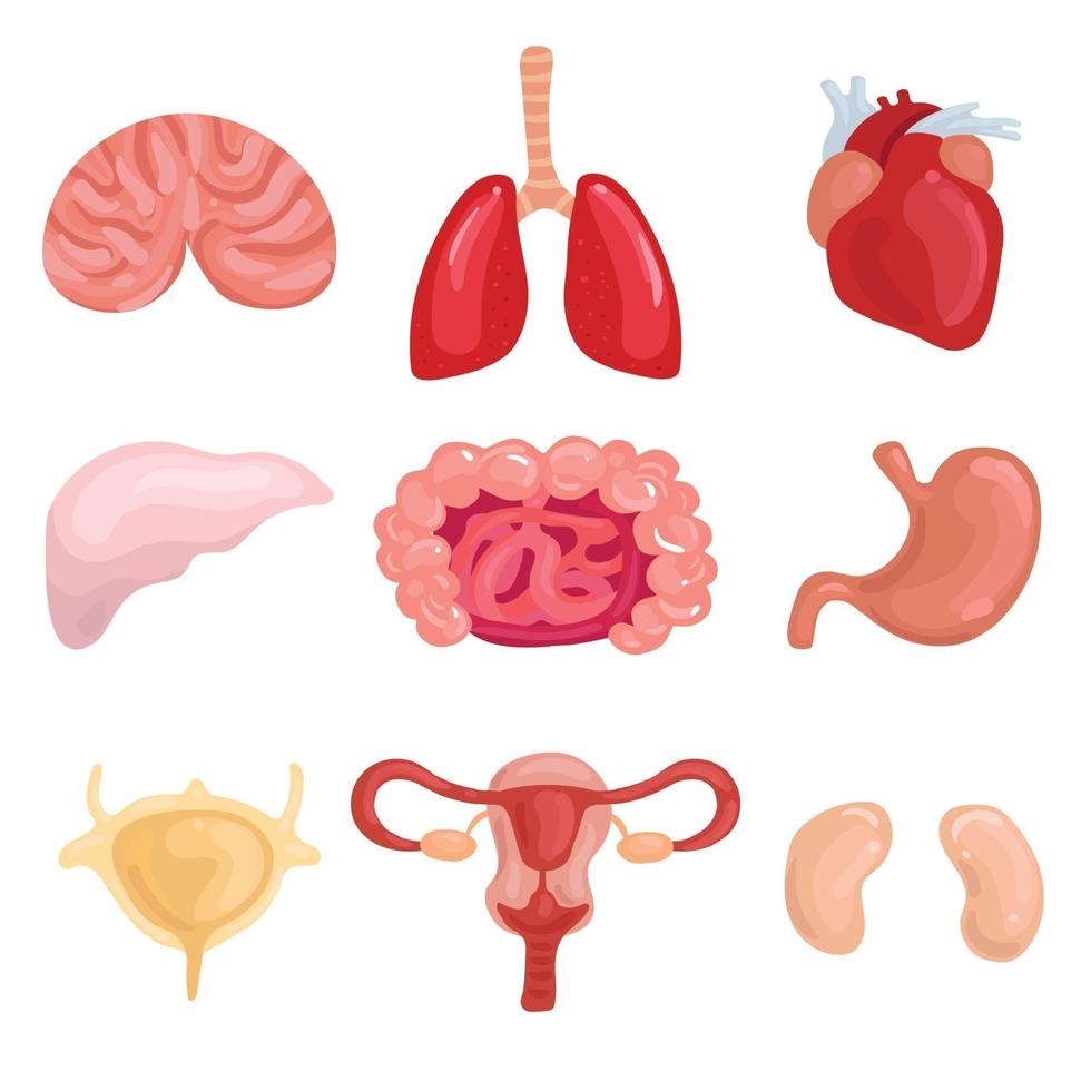 Human Internal Organs Set Vector Illustration