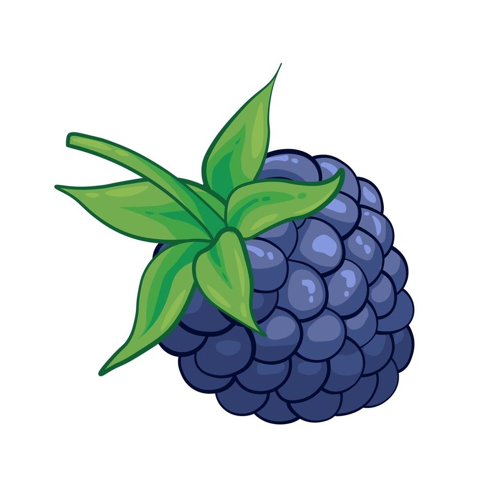 Blackberry sweet fruit illustration for web isolated on white background vector