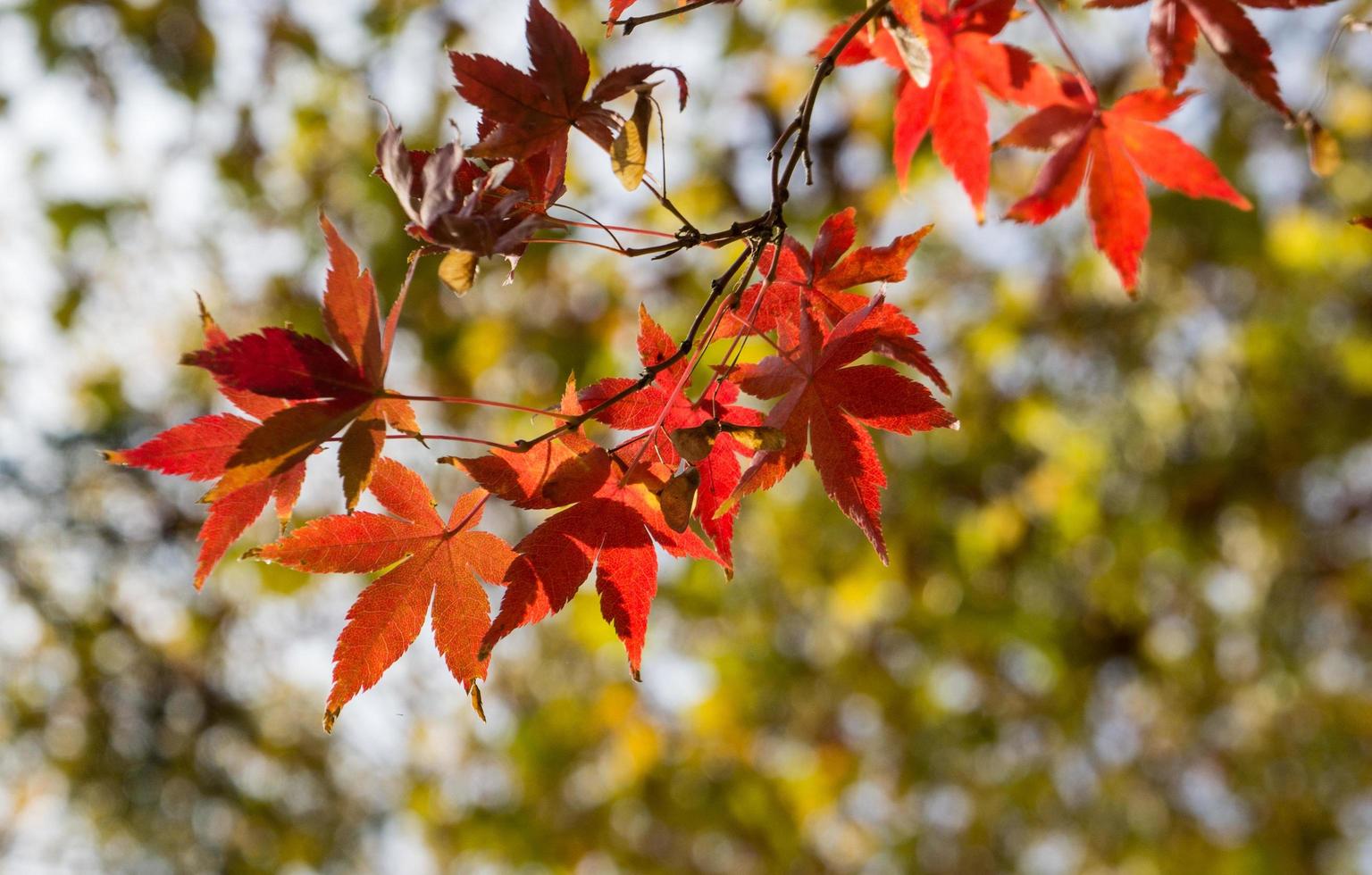 Close-up of red maple leaves on a branch with blurred trees in the background photo