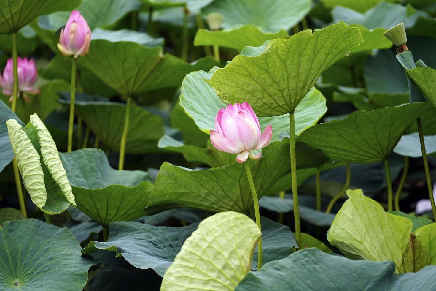 Lotus flowers among large green leaves photo