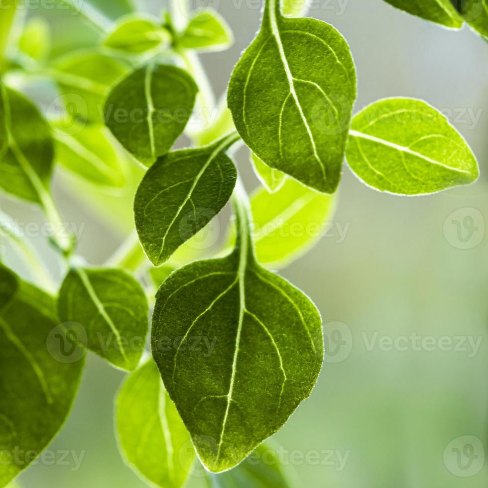 Close-up of basil leaves photo