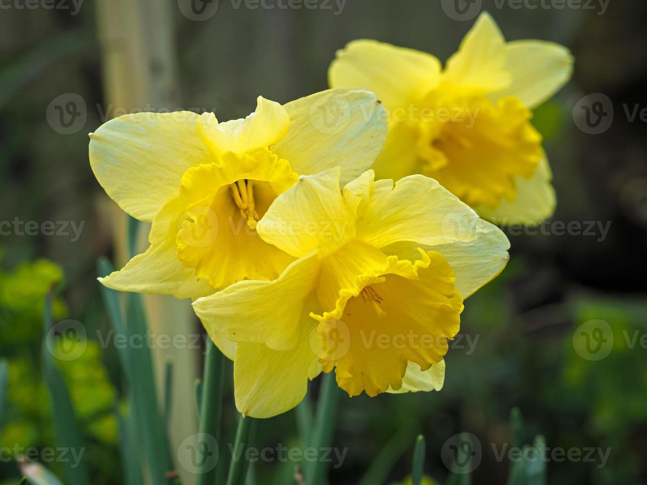 Three yellow daffodils photo