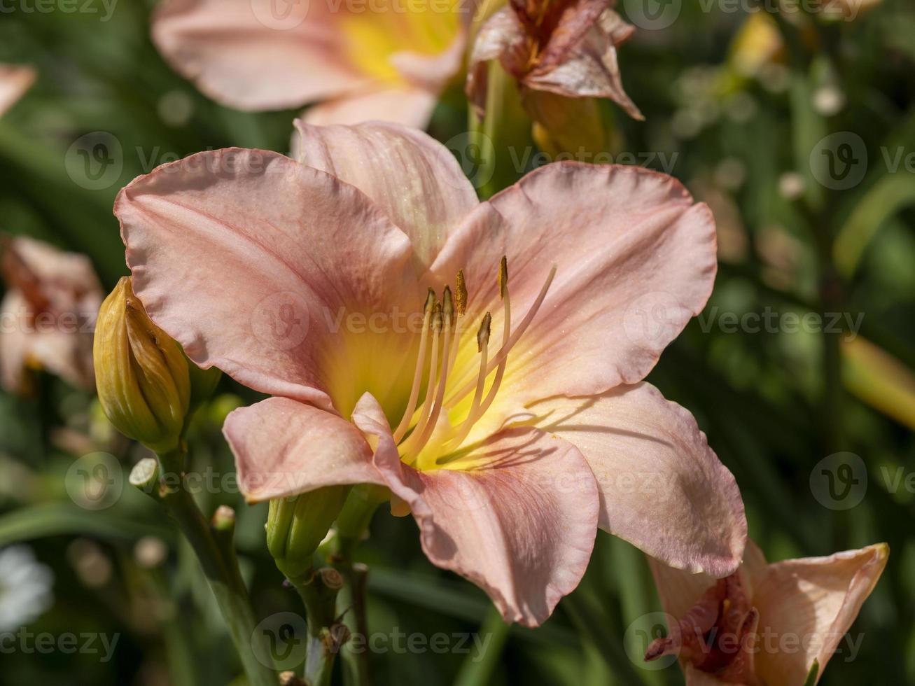 Peach hemerocallis daylily photo