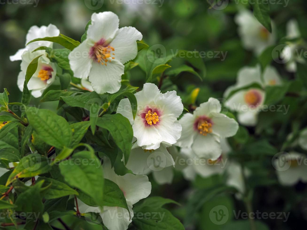 White flowers on a mock orange shrub photo