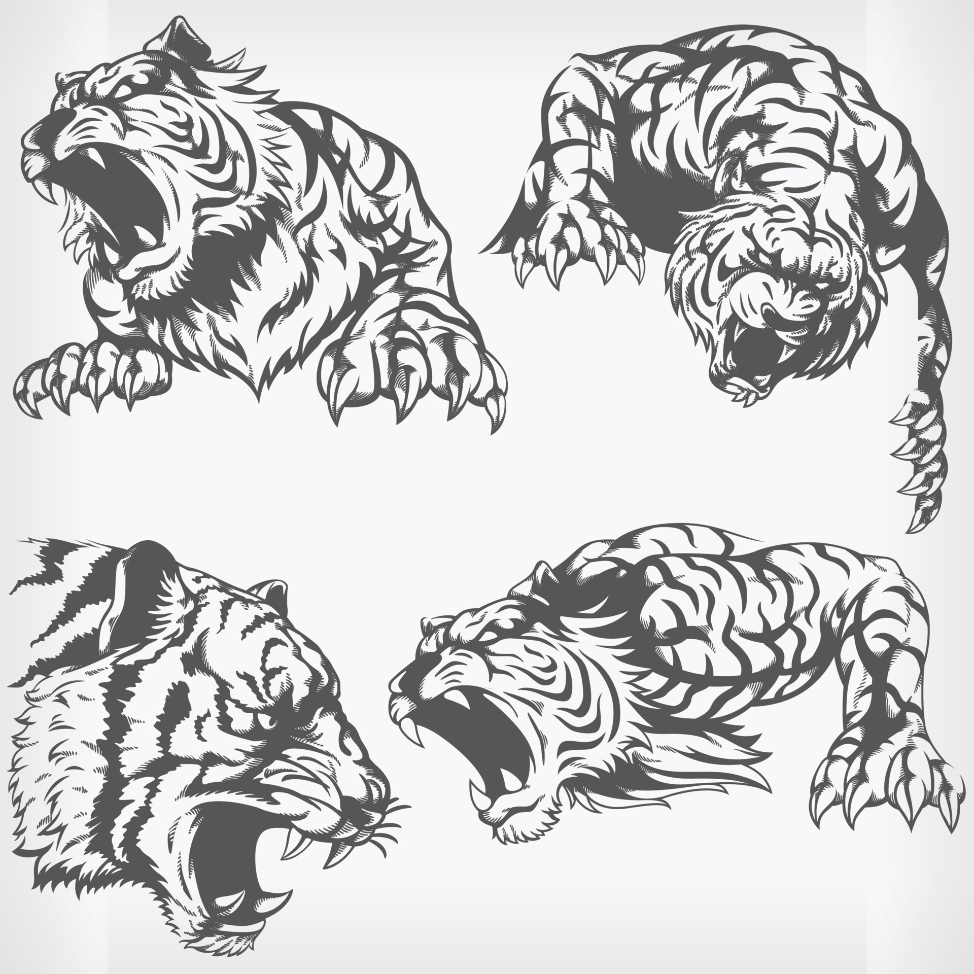 angry tiger drawing