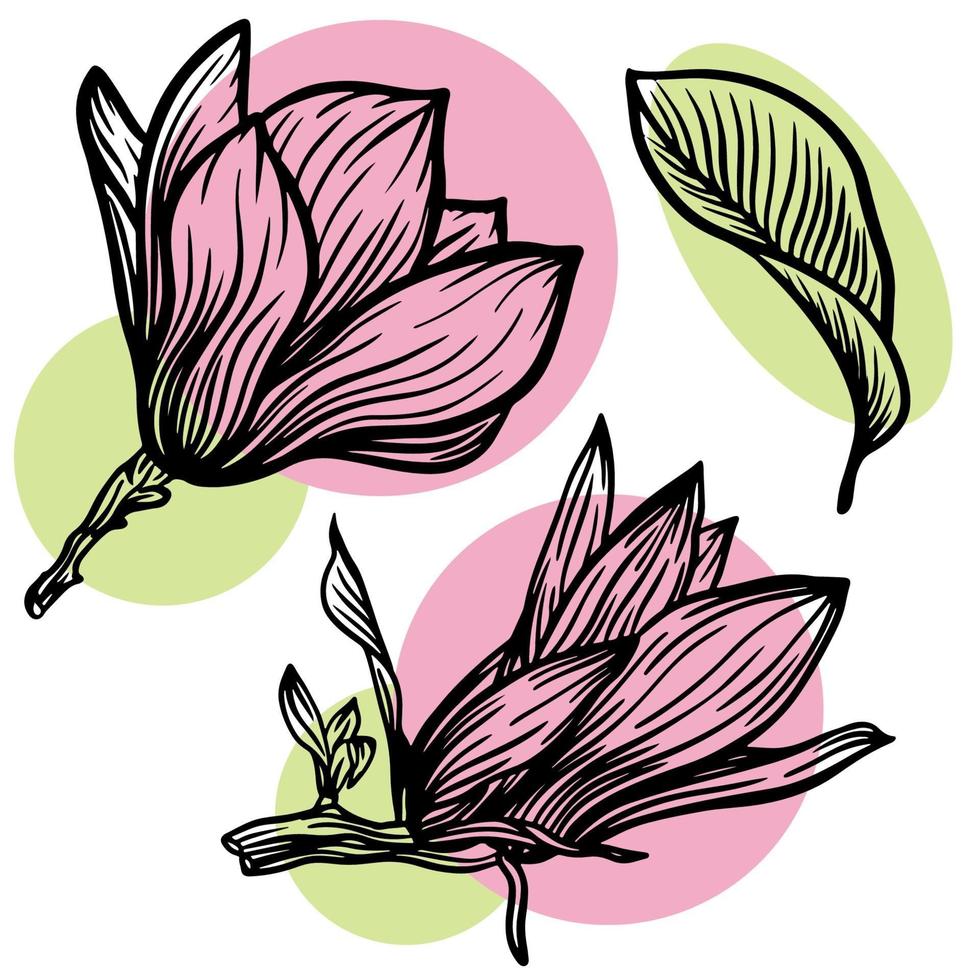 conjunto de dibujo de flores y hojas de magnolia de contorno con arte lineal sobre fondos blancos con manchas rosas y verdes. ilustración vectorial vector