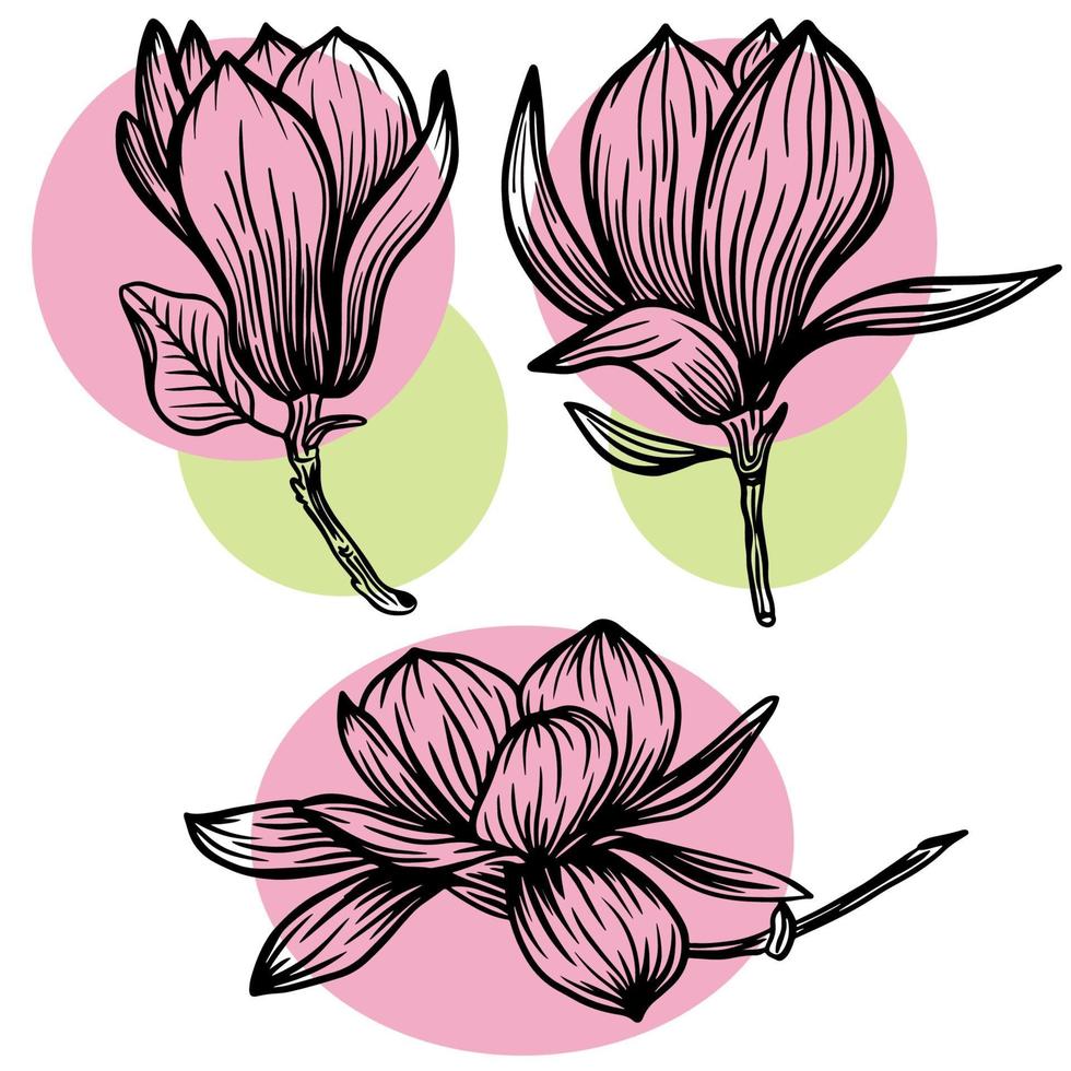 Set of outline magnolia flower and leaf drawing with line art on white backgrounds with pink and green spots. Vector illustration