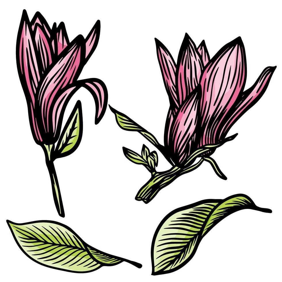 Ilustración de dibujo de flor y hoja de magnolia rosa con arte lineal sobre fondos blancos. ilustración vectorial vector