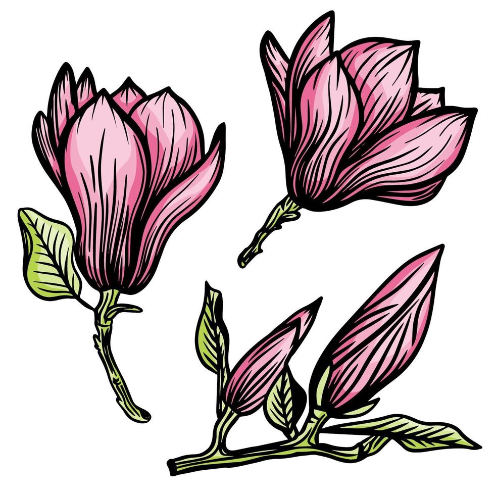 Pink Magnolia flower and leaf drawing illustration with line art on white backgrounds. Vector illustration