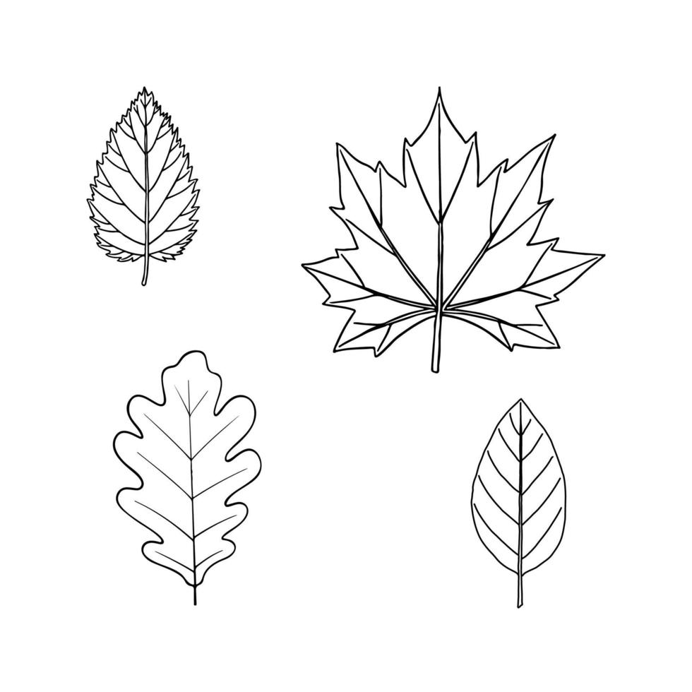 conjunto de cuatro hojas vectoriales en estilo de línea. arce, roble, abedul, hojas de aliso. plantas de la zona media. vector