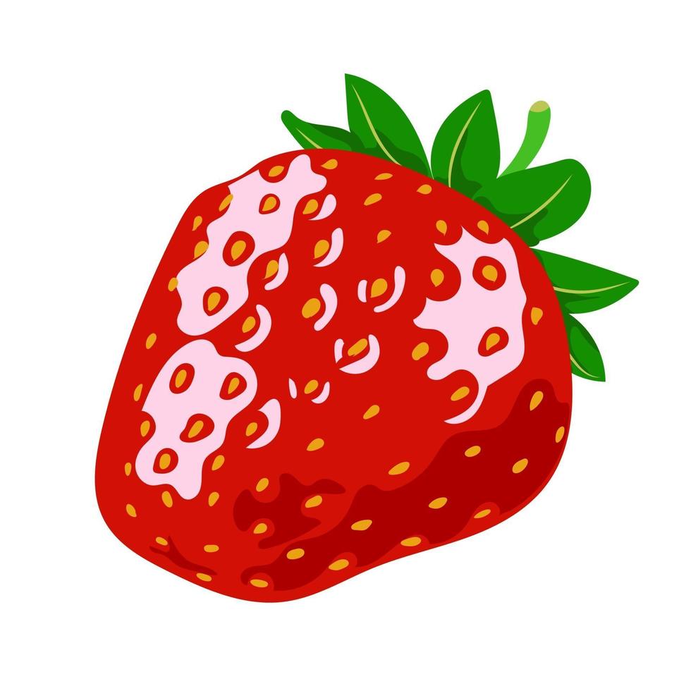Red ripe strawberry vector