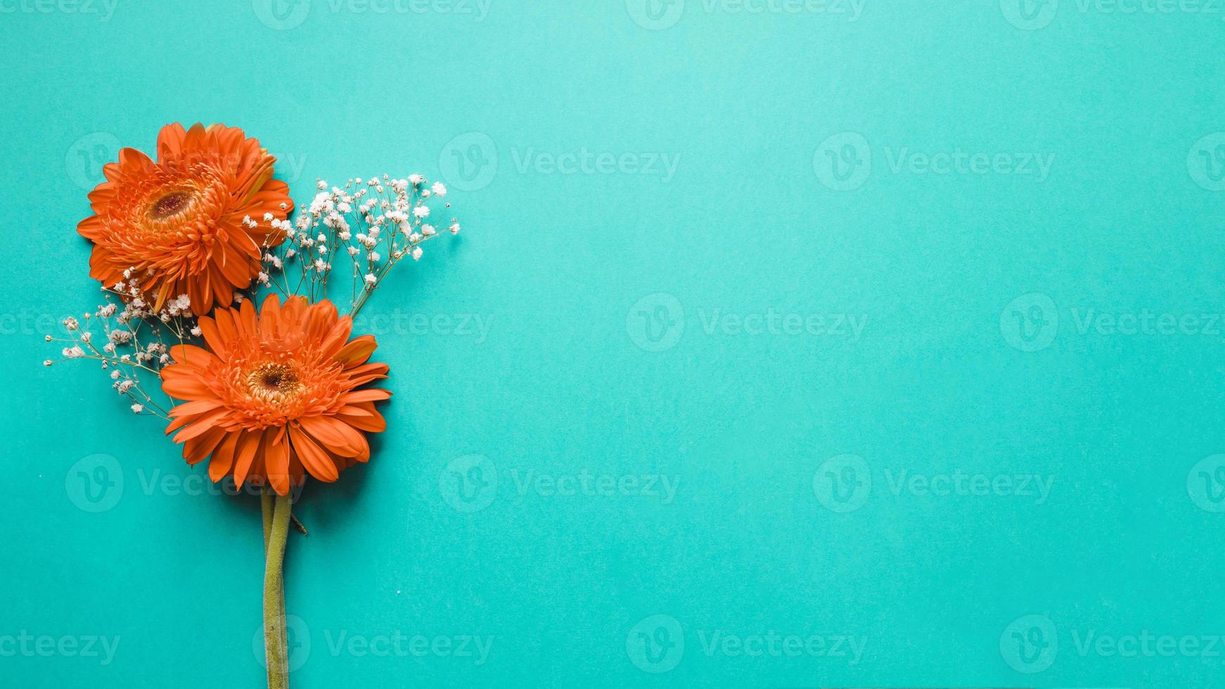Gerberas white flowers on turquoise background photo