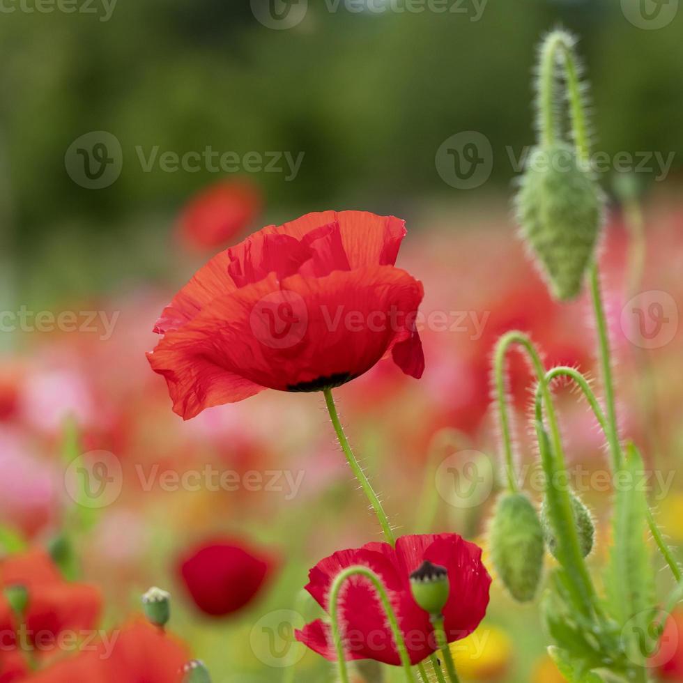 Close-up de una flor de amapola roja y capullos en un jardín. foto