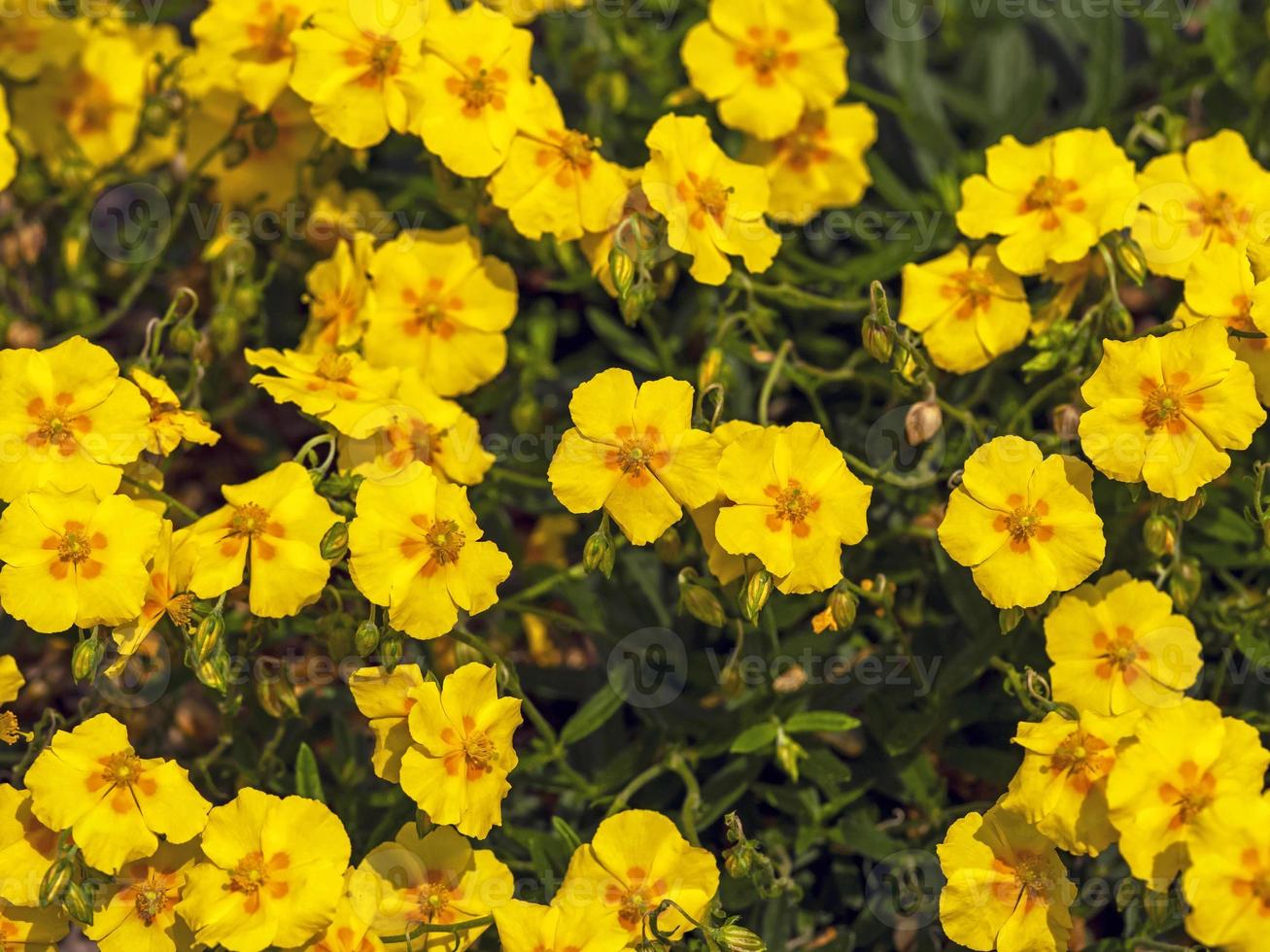 Yellow helianthemum flowers photo