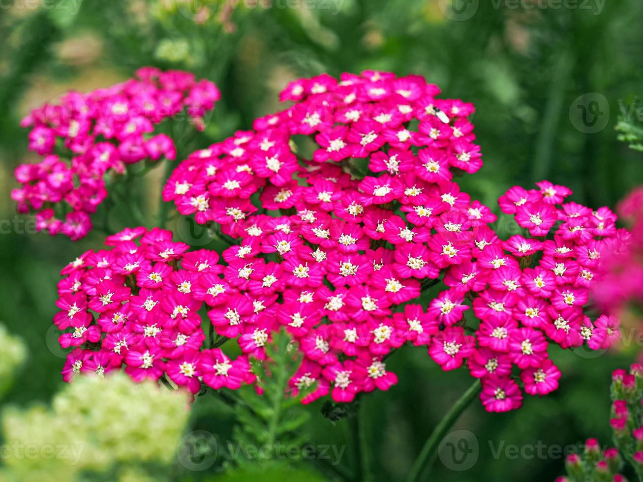Pink yarrow flowers photo